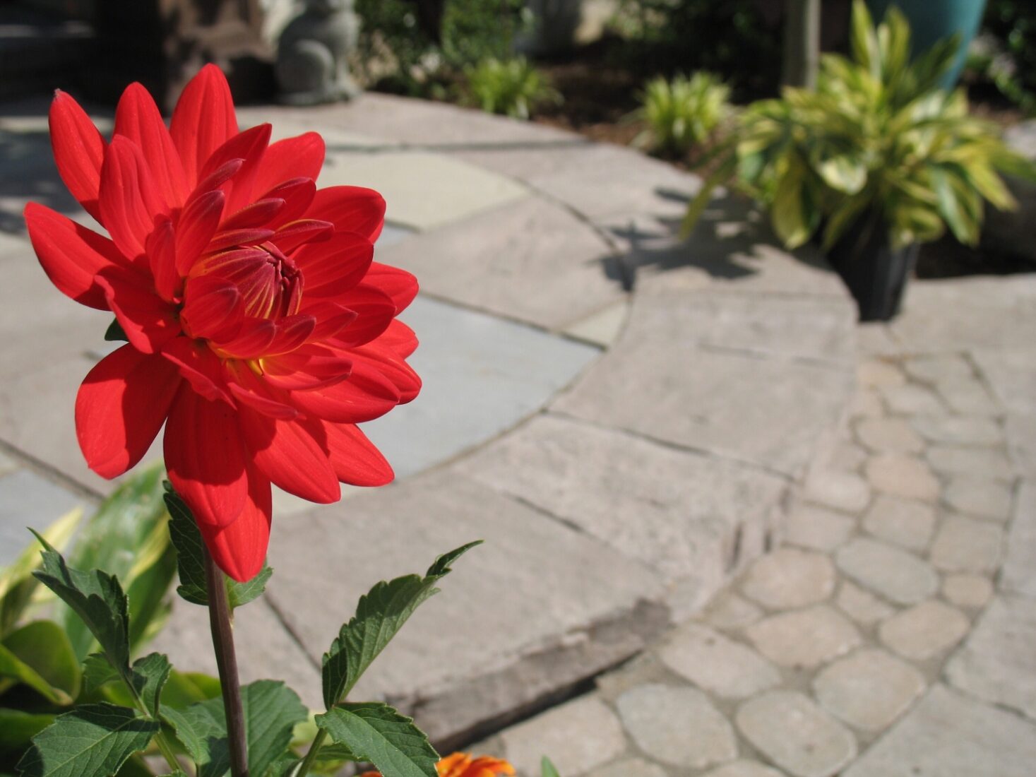 Natural stone patio compared to paver patio in a luxury backyard design